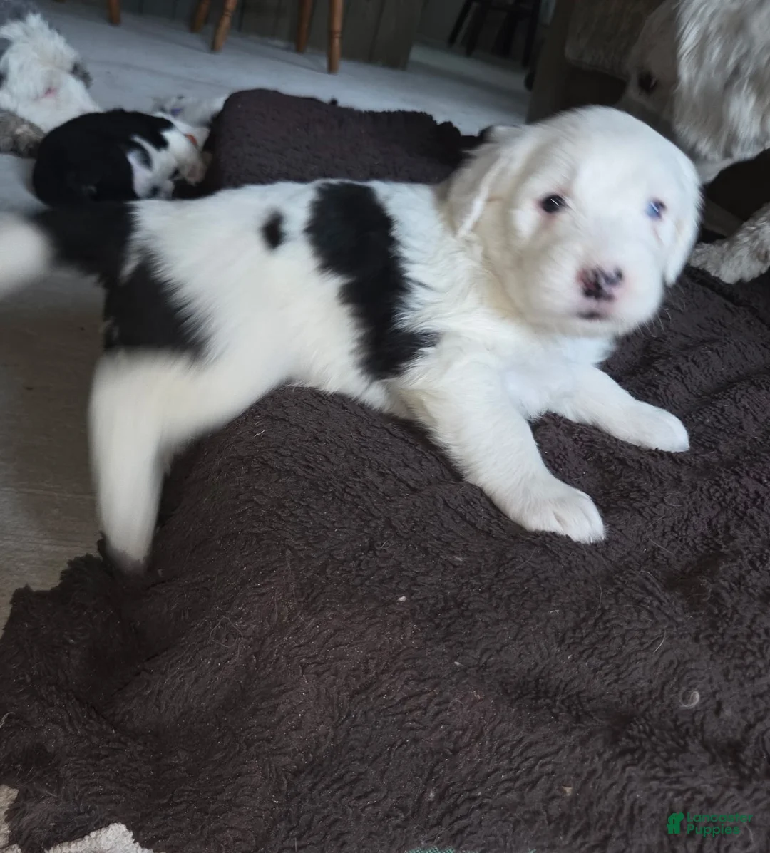 Sheepadoodle dogs for sale: Charlie  - Ad 2