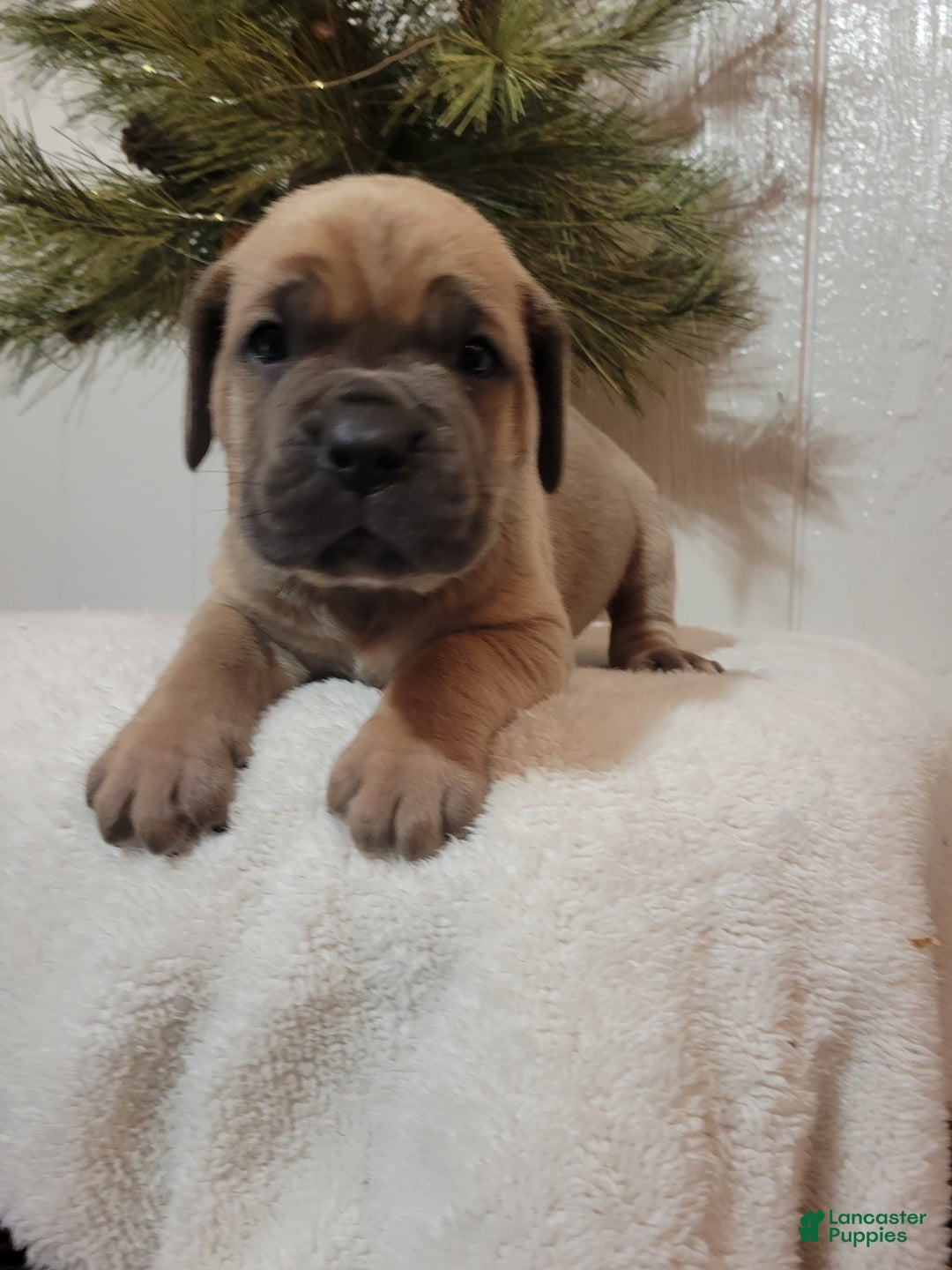 Cane Corso dogs for sale: Hank - Ad 9