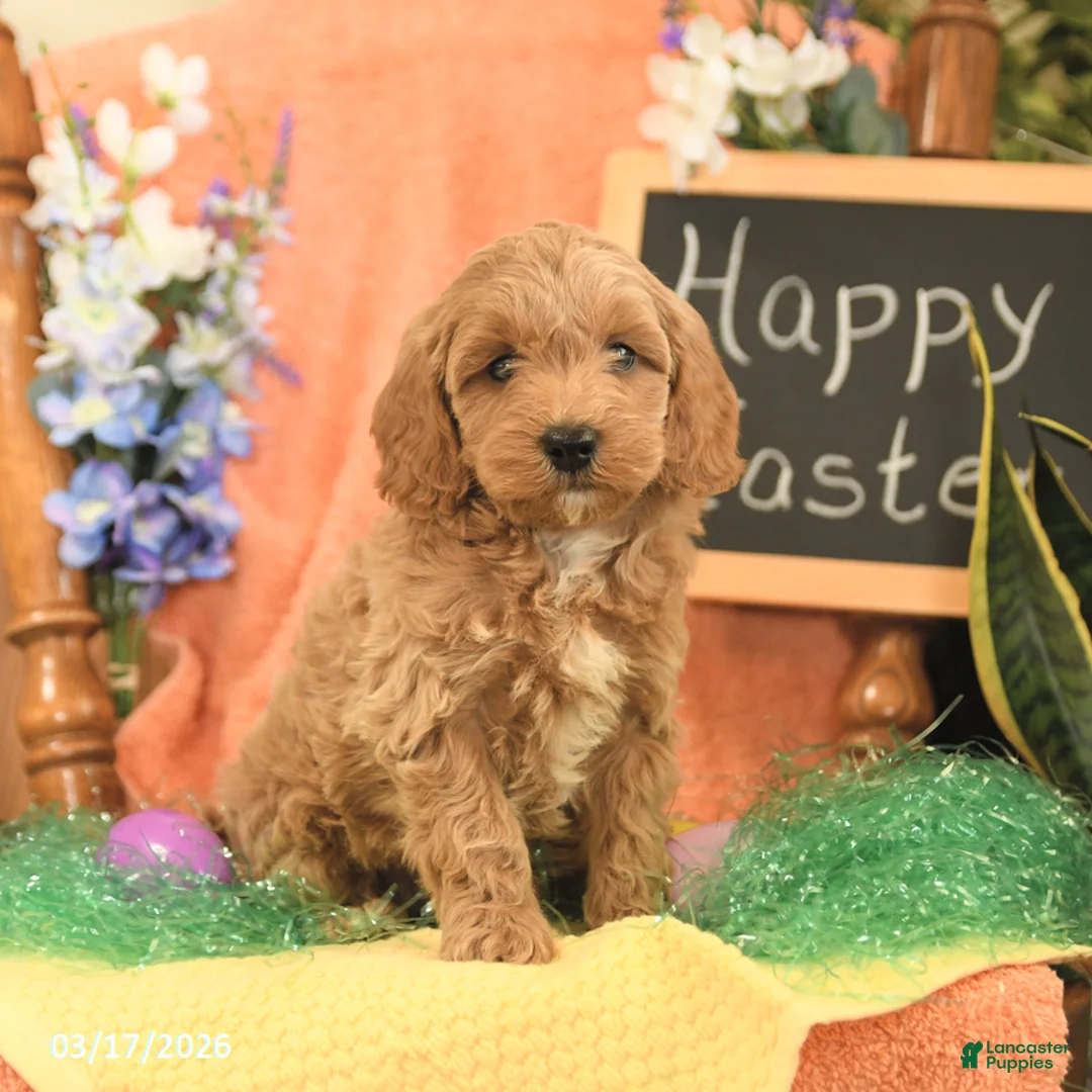 Mini Goldendoodle dogs for sale: Skippy - Ad 5