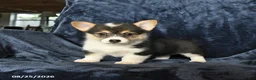 Welsh Corgi Pembroke dogs for sale: Rain - Ad 4