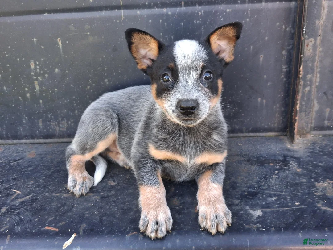 Australian Cattle Dog dogs for sale: Australian Cattle Dog 1 - Ad 13