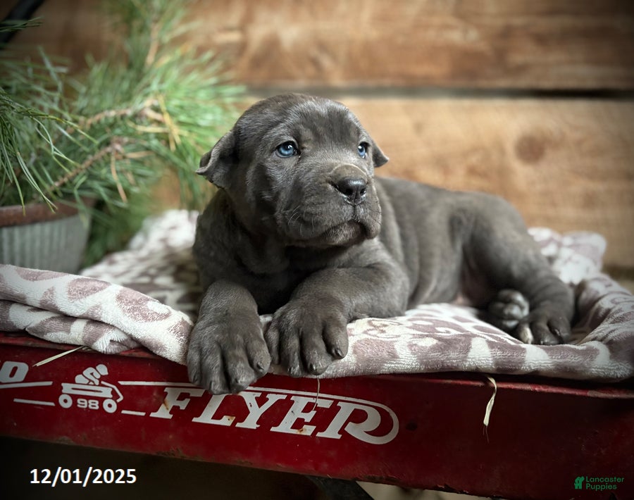 Cane Corso dogs Roscoe - Ad 20