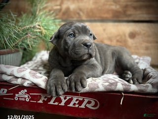 Cane Corso dogs Roscoe - Ad 27