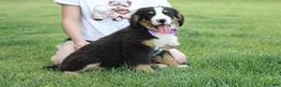 Bernese Mountain Dog dogs for sale: Moose  - Ad 9