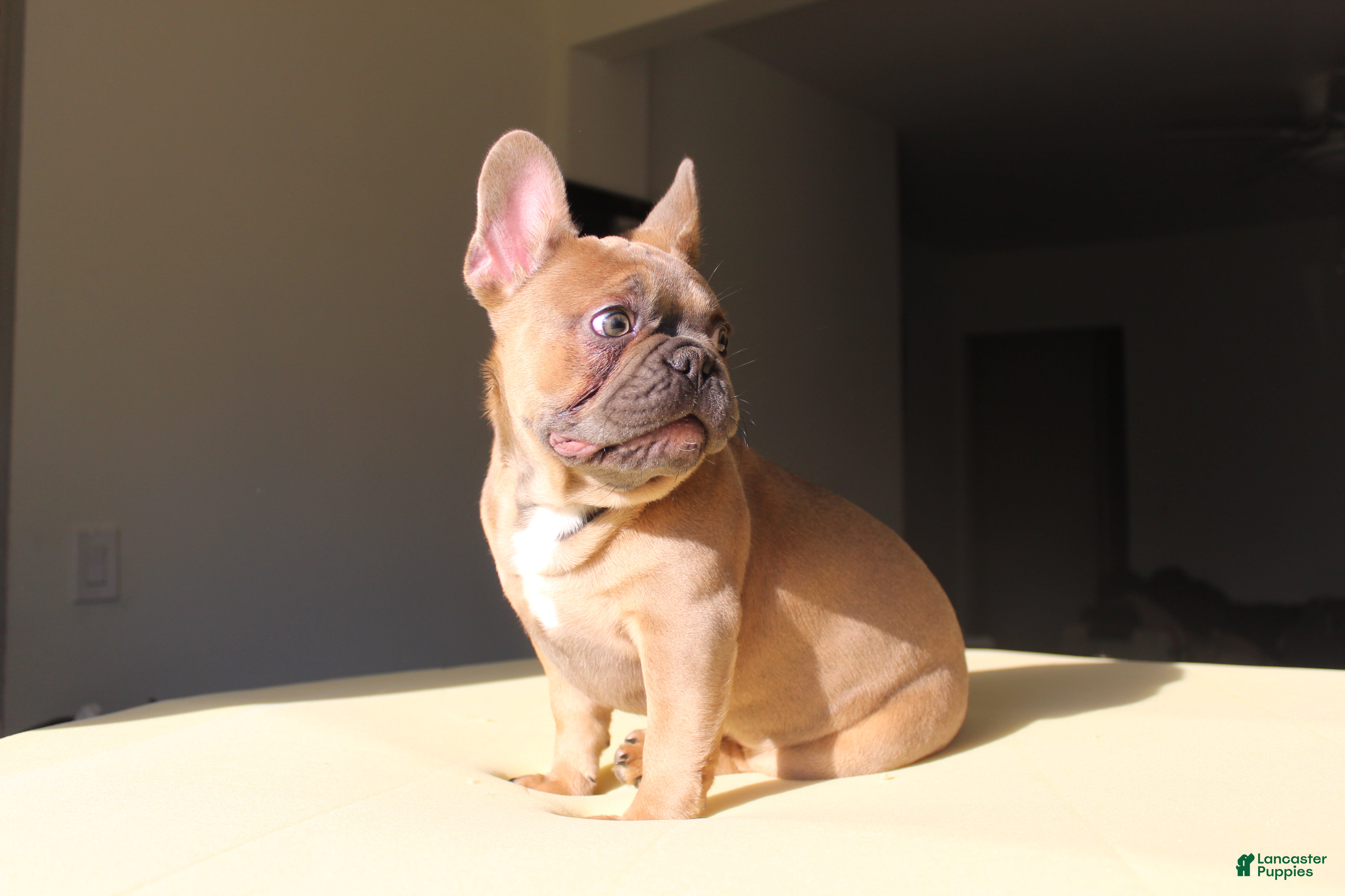 French Bulldog dogs Toro - Ad 2
