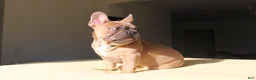 French Bulldog dogs for sale: Toro - Ad 2