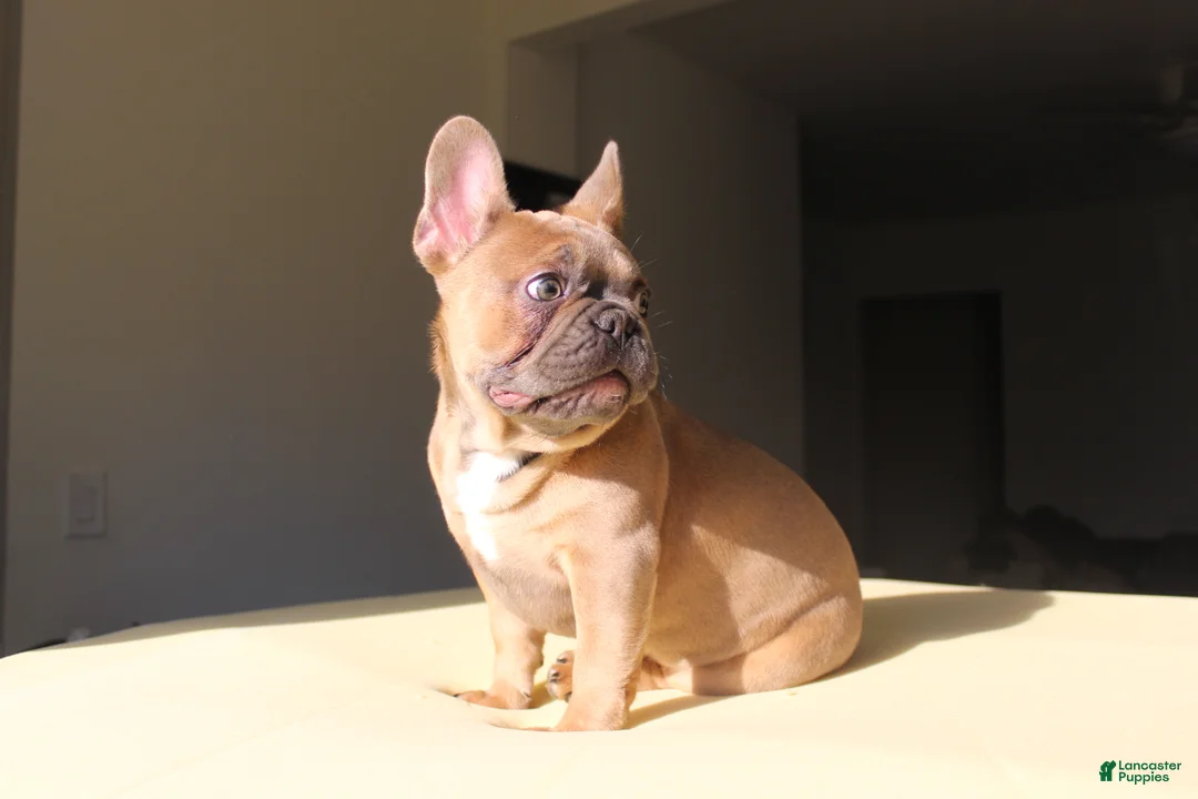 French Bulldog dogs for sale: Toro - Ad 2