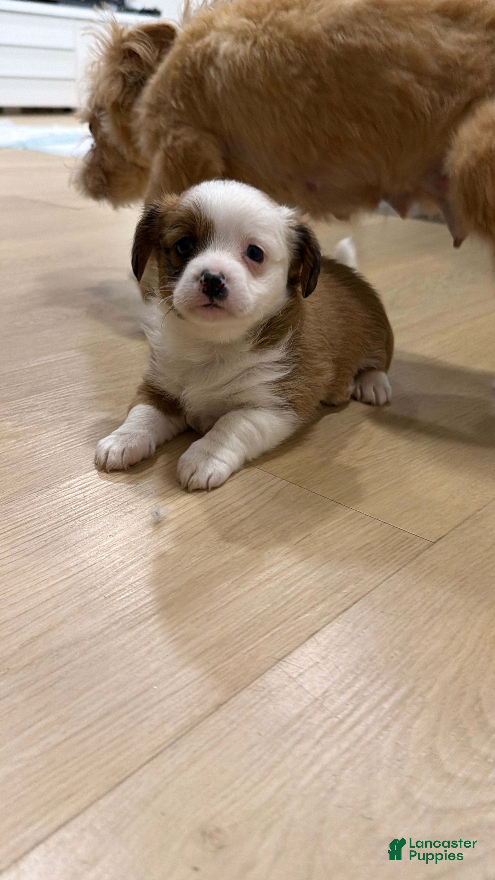 Mixed Breed dogs Mixed Breed 2 - Ad 30