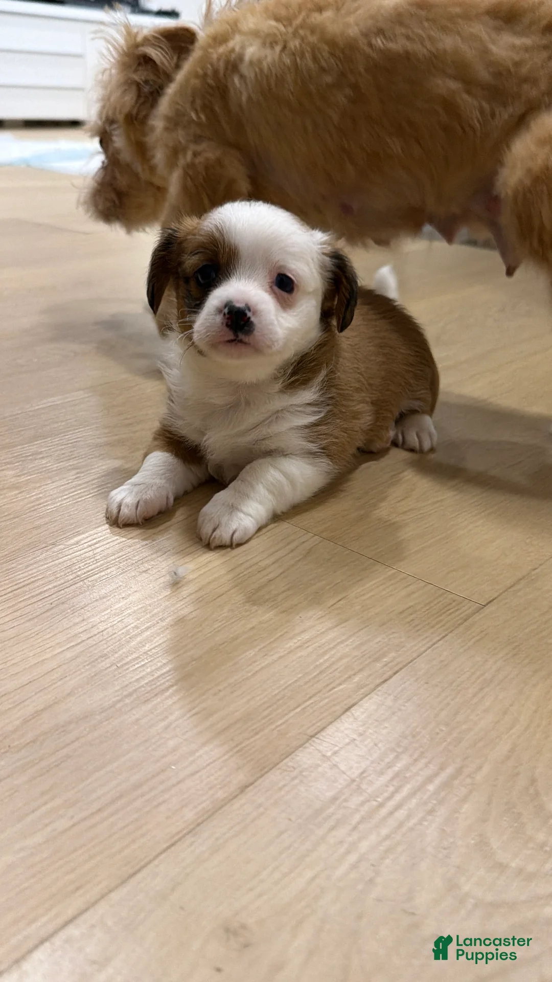 Mixed Breed dogs for sale: Mixed Breed 2 - Ad 1