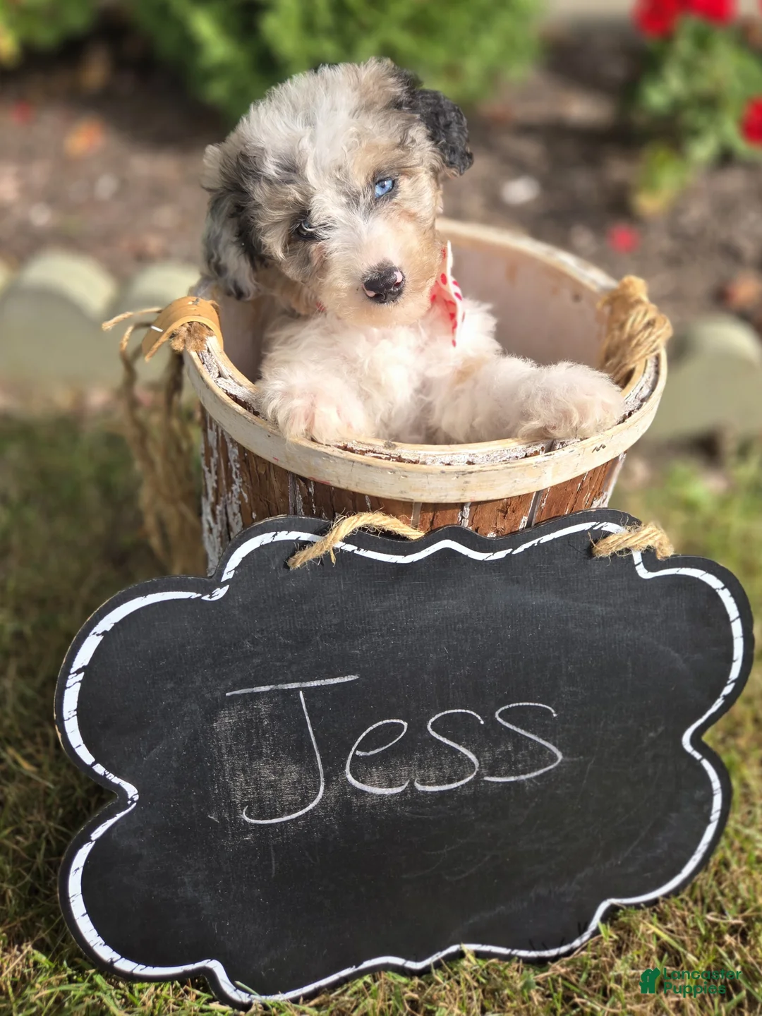 Mini Sheepadoodle dogs for sale: Jess - Ad 6