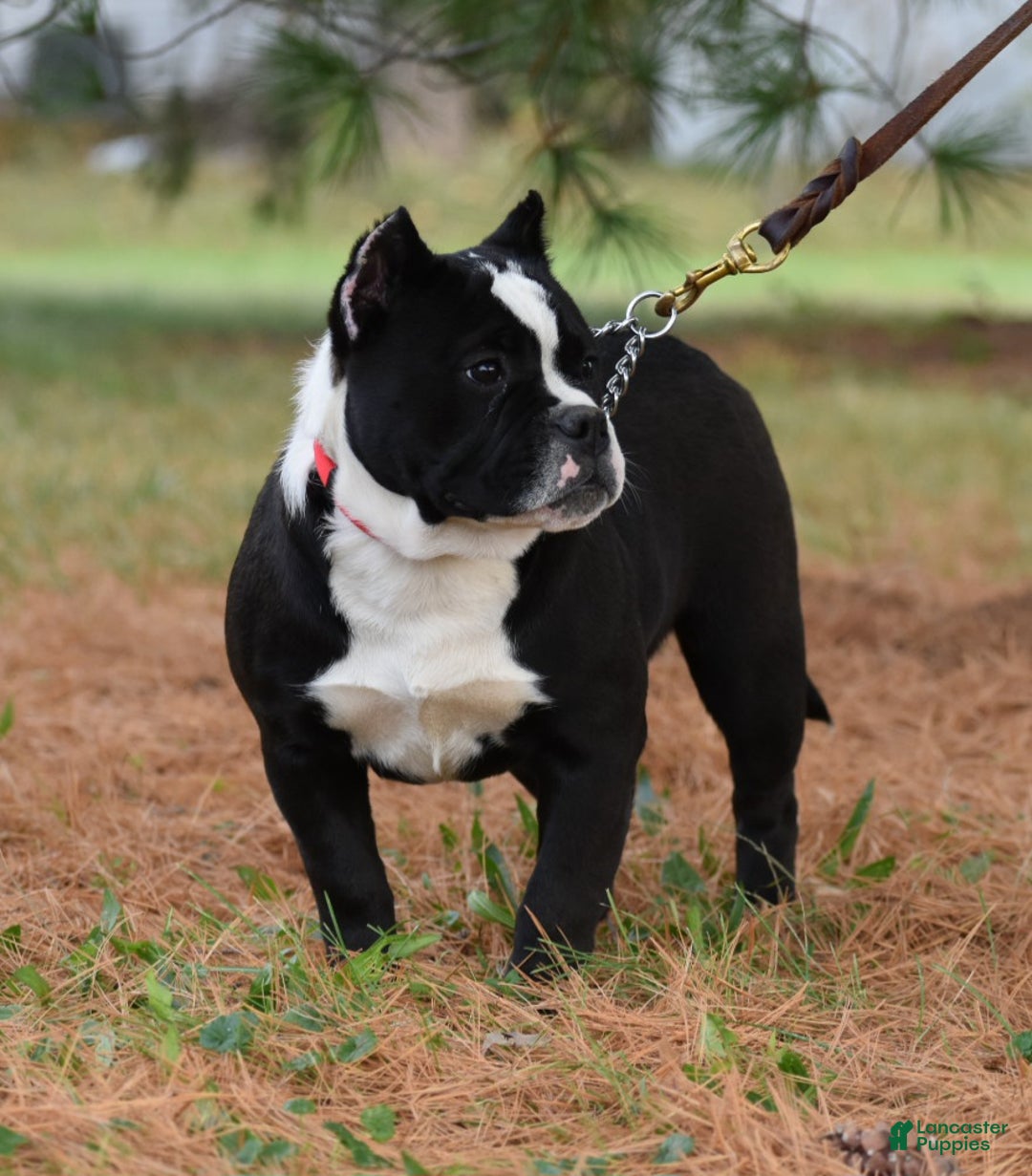 Mixed Breed dogs for sale: Prettia bully bulldog hybrid  - Ad 6