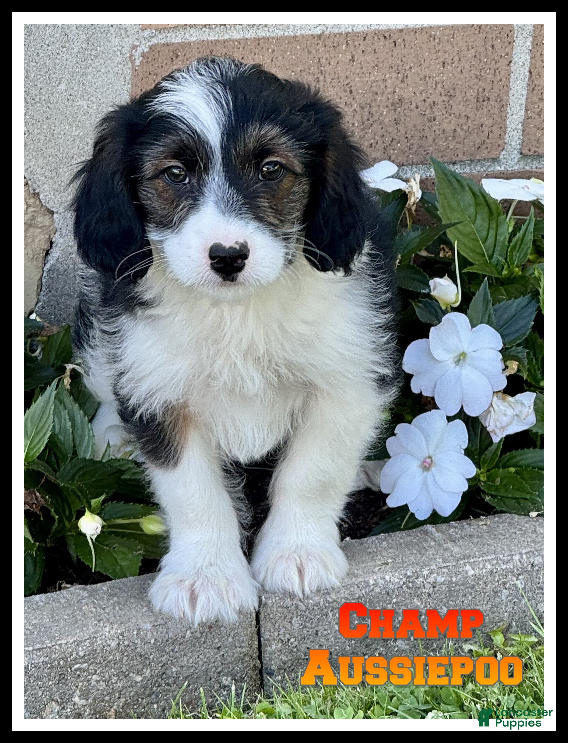 Mini Aussiedoodle dogs Champ - Ad 1