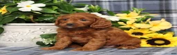 Cavapoo dogs for sale: BJ's Uber - Ad 4