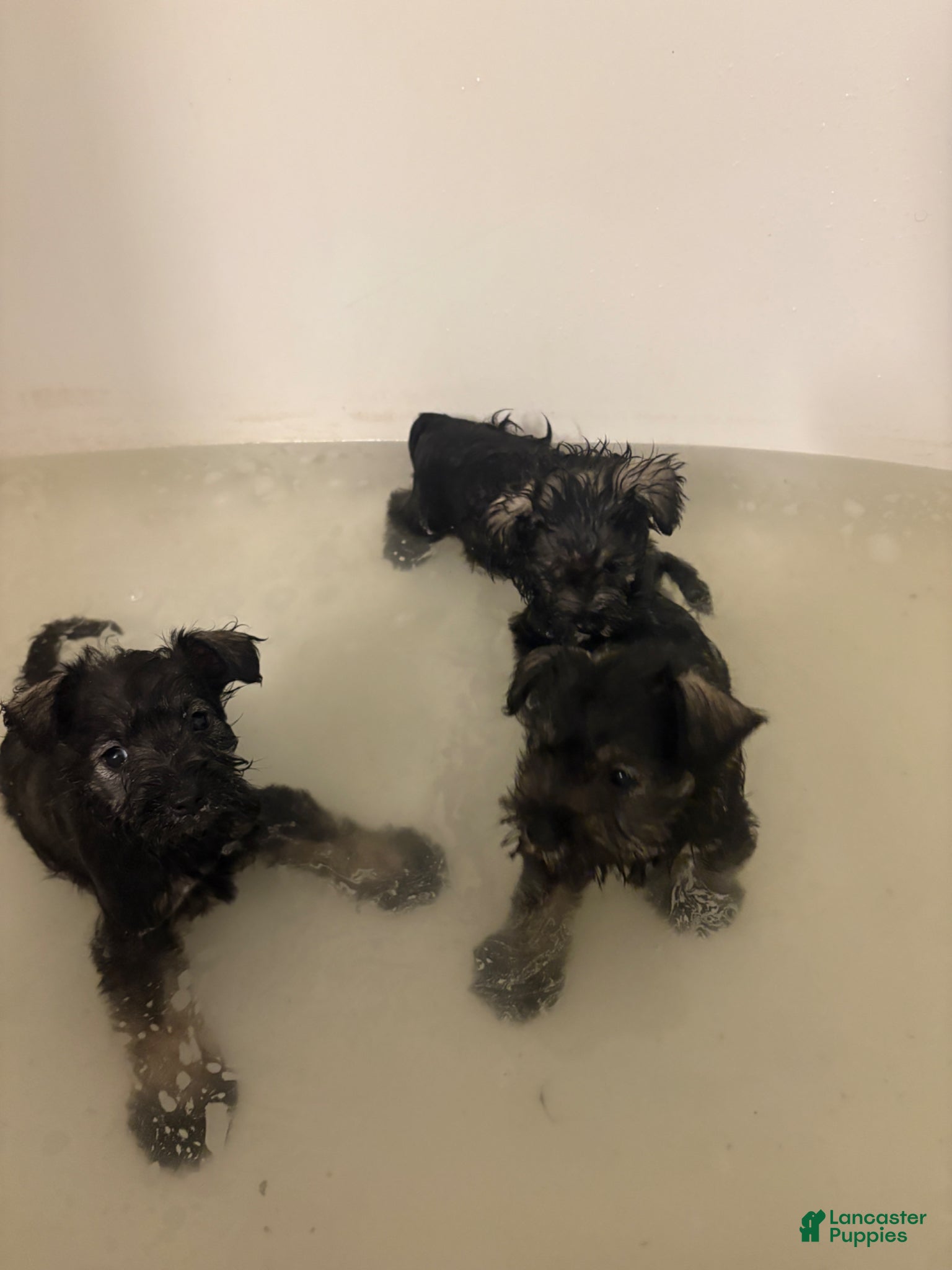 Miniature Schnauzer dogs for sale: Miniature Schnauzer Puppy 2 - Ad 4