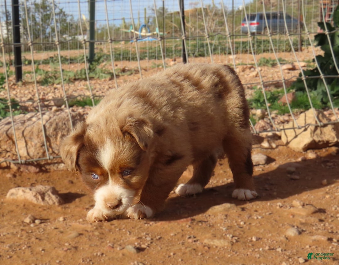 Miniature Australian Shepherd dogs for sale: Second red merle girl with blue eyes - Ad 4