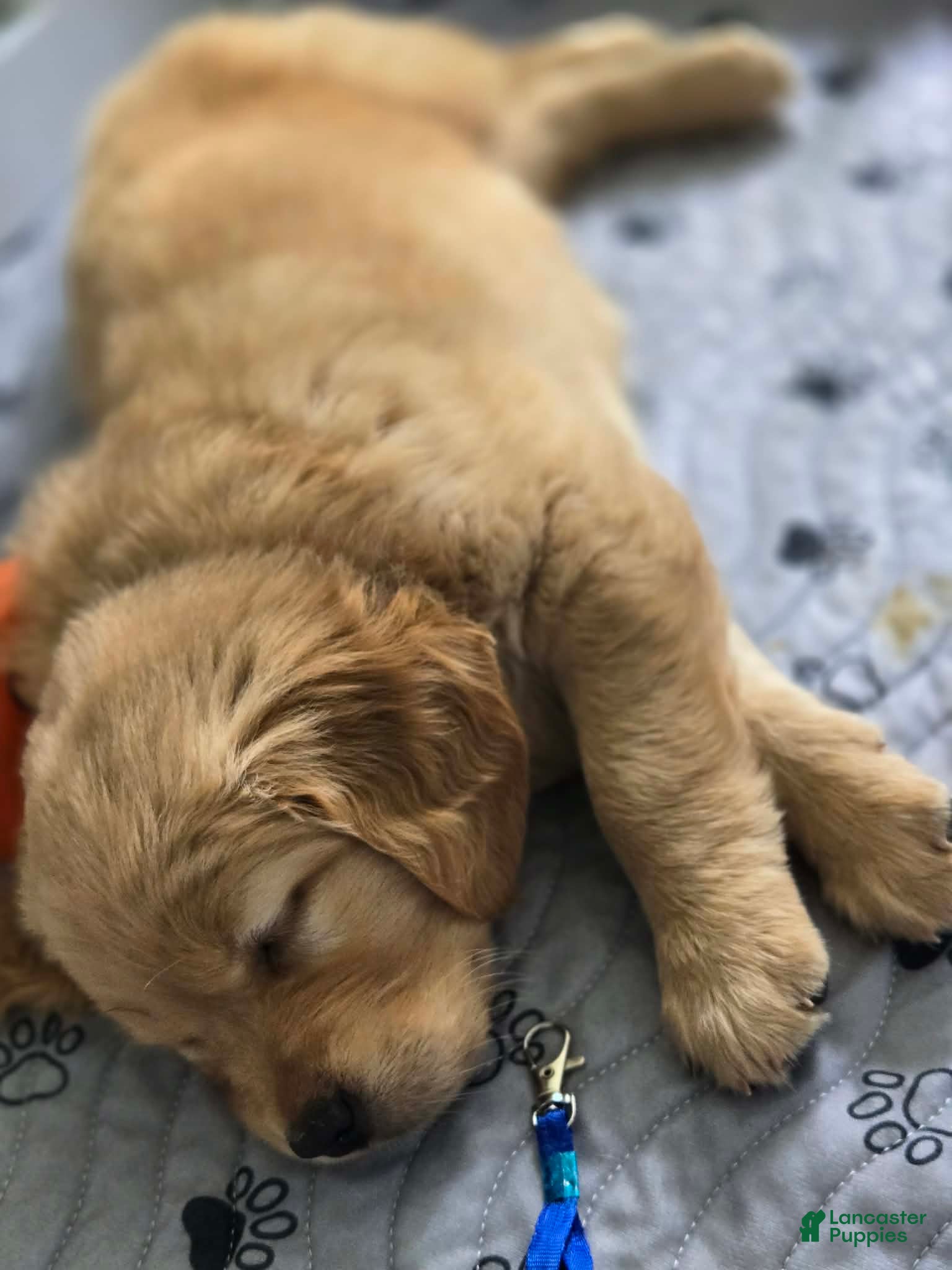 Golden Retriever dogs Golden Retriever Puppy 1 - Ad 24