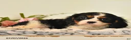 Cavalier King Charles Spaniel dogs for sale: Leslie - Ad 3