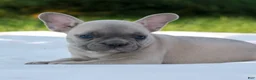 French Bulldog dogs for sale: Luke  - Ad 3