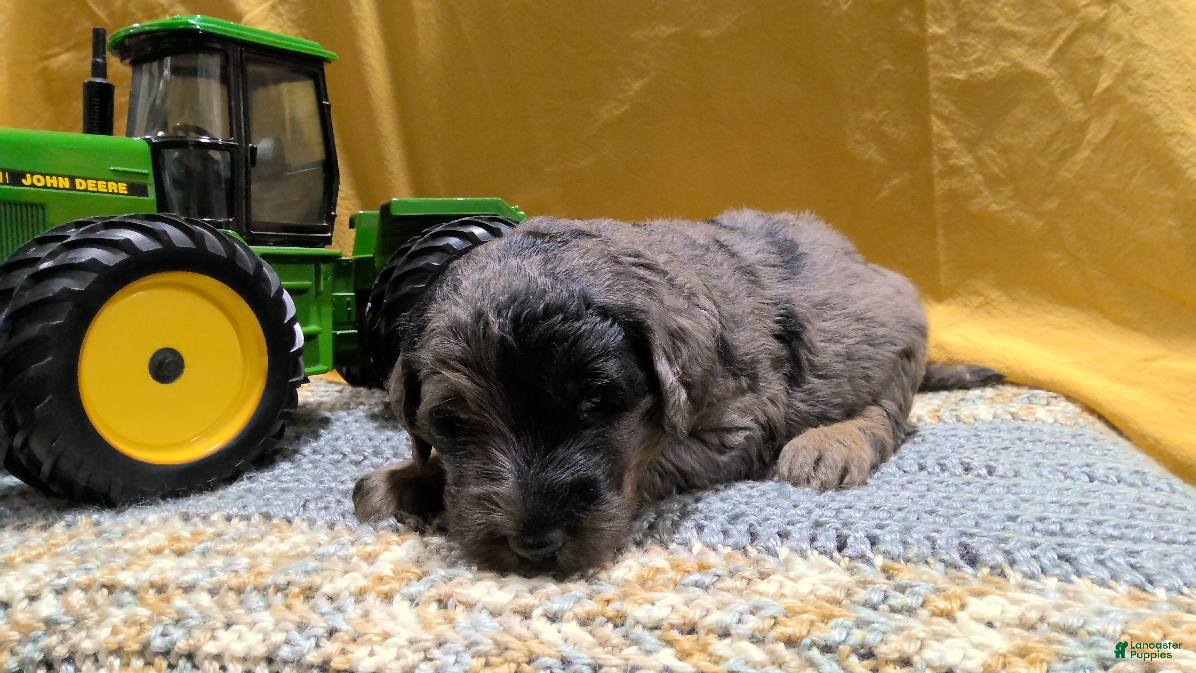 Mini Goldendoodle dogs Tye - Ad 1