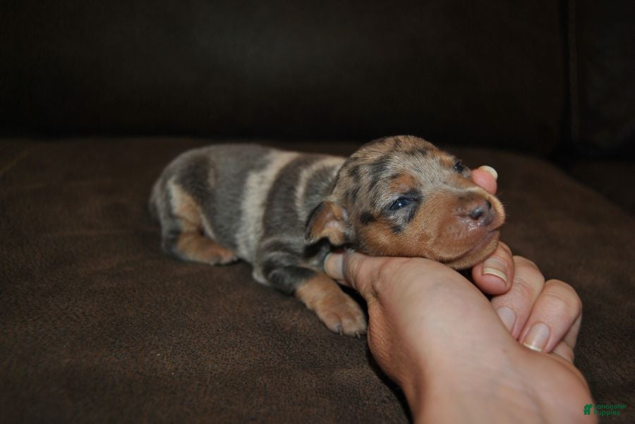 Miniature Pinscher dogs Royce - Ad 1