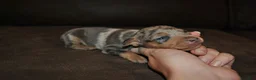 Miniature Pinscher dogs for sale: Royce - Ad 1