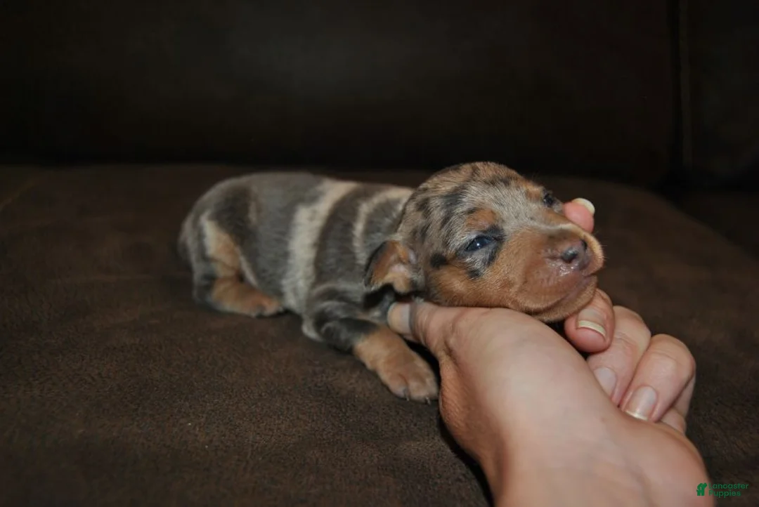 Miniature Pinscher dogs for sale: Royce - Ad 1