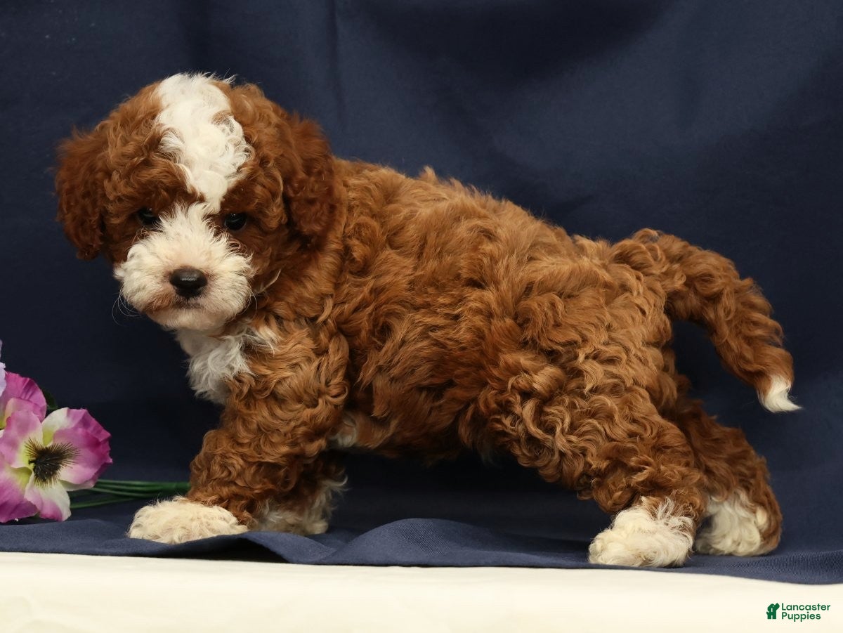 Cavapoo dogs Easton - Ad 2
