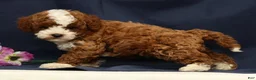 Cavapoo dogs for sale: Easton - Ad 2