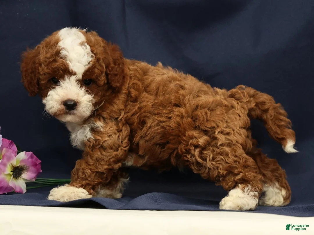 Cavapoo dogs for sale: Easton - Ad 2