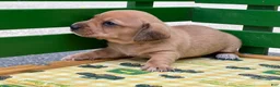 Miniature Dachshund dogs for sale: Shorty - Ad 6