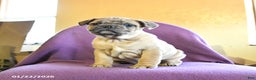 Frug dogs for sale: Trouper - Ad 3
