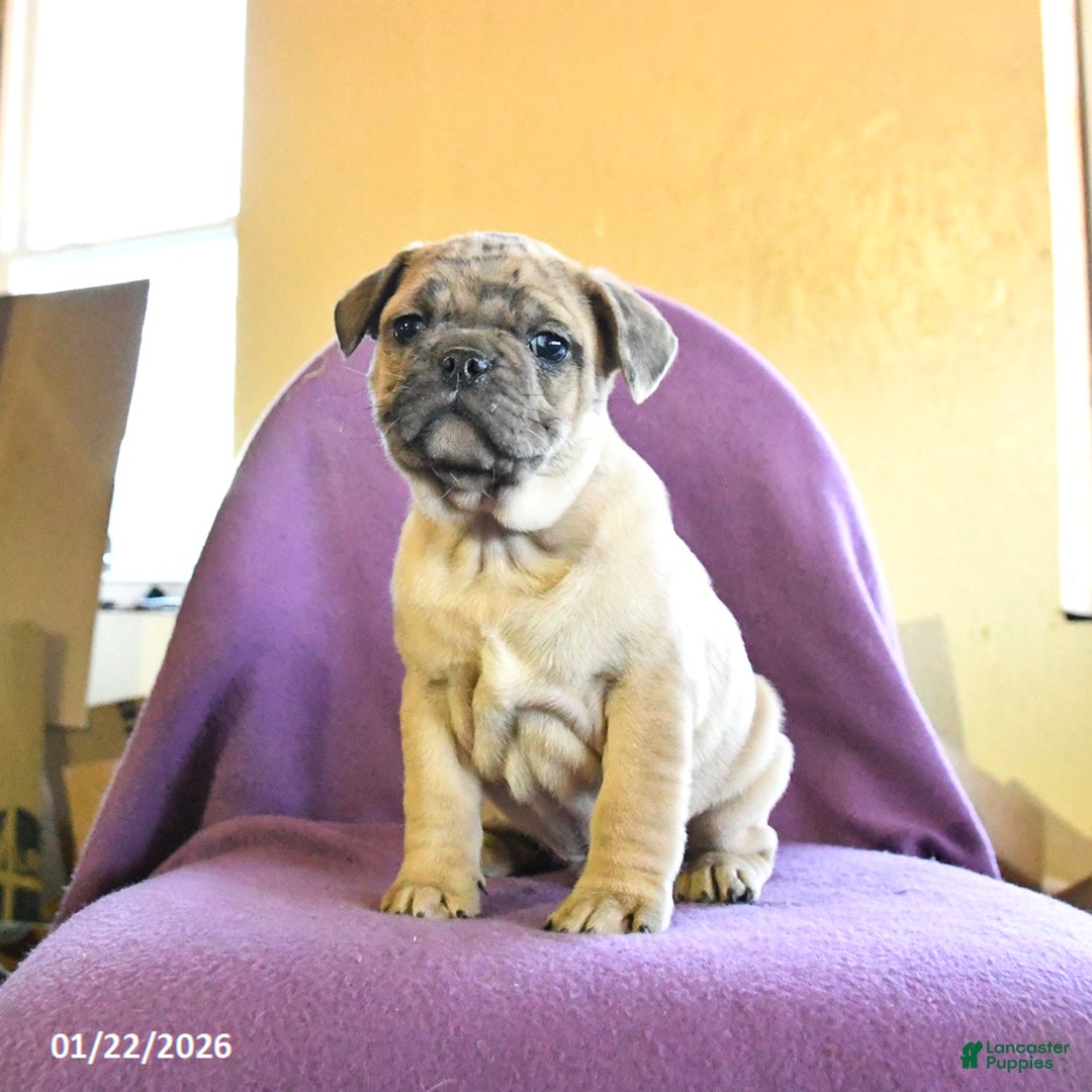 Frug dogs for sale: Trouper - Ad 3