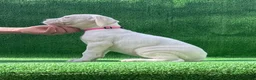 Dogo Argentino dogs for sale: Pink - Ad 1