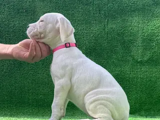 Dogo Argentino dogs for sale: Pink - Ad 1