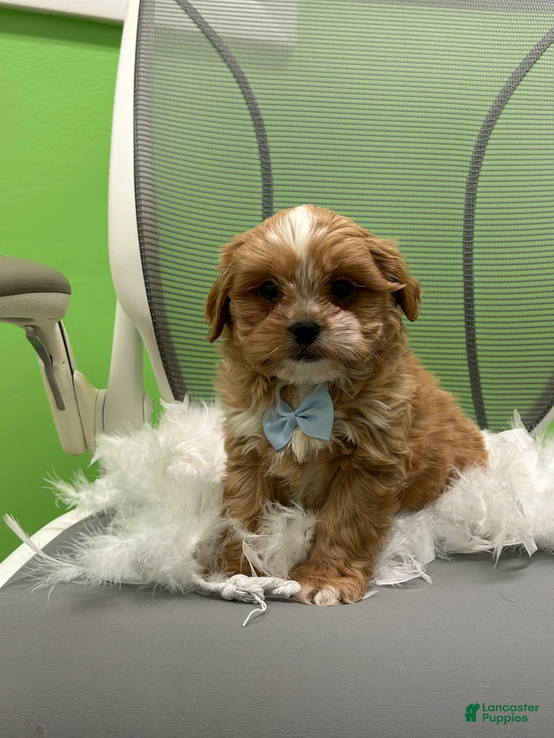 Shihpoo dogs for sale: Shihpoo 2 - Ad 2