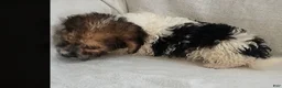 Mixed Breed dogs for sale: Teddy - Ad 9