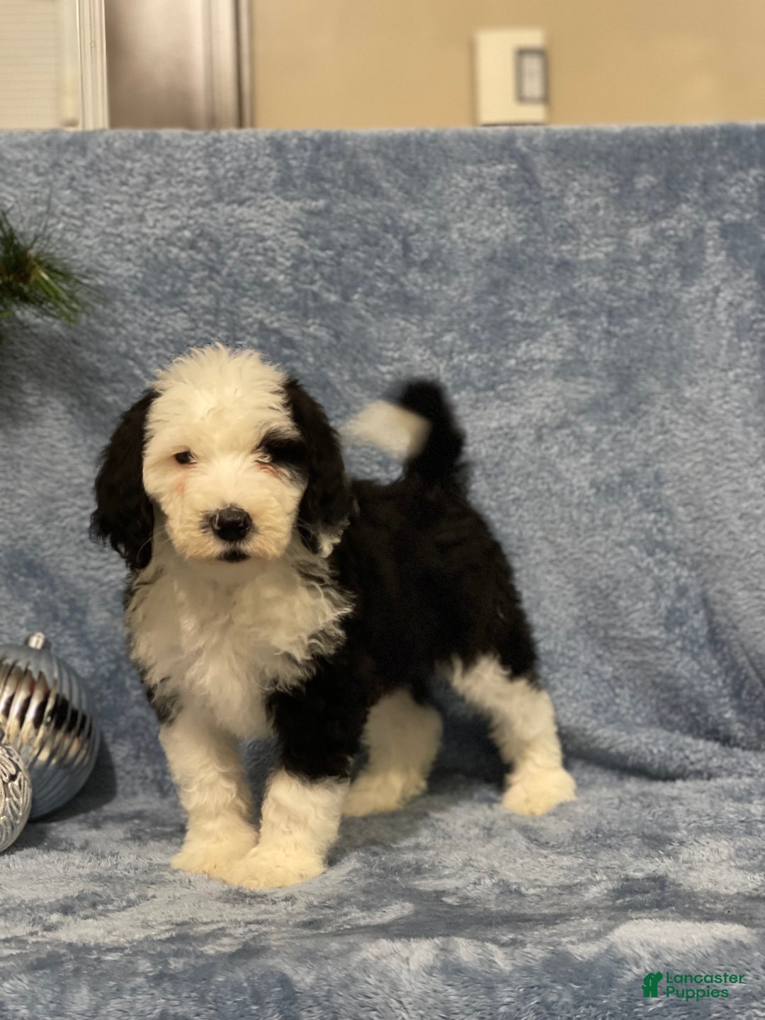 Sheepadoodle dogs for sale: Kaden - Ad 2
