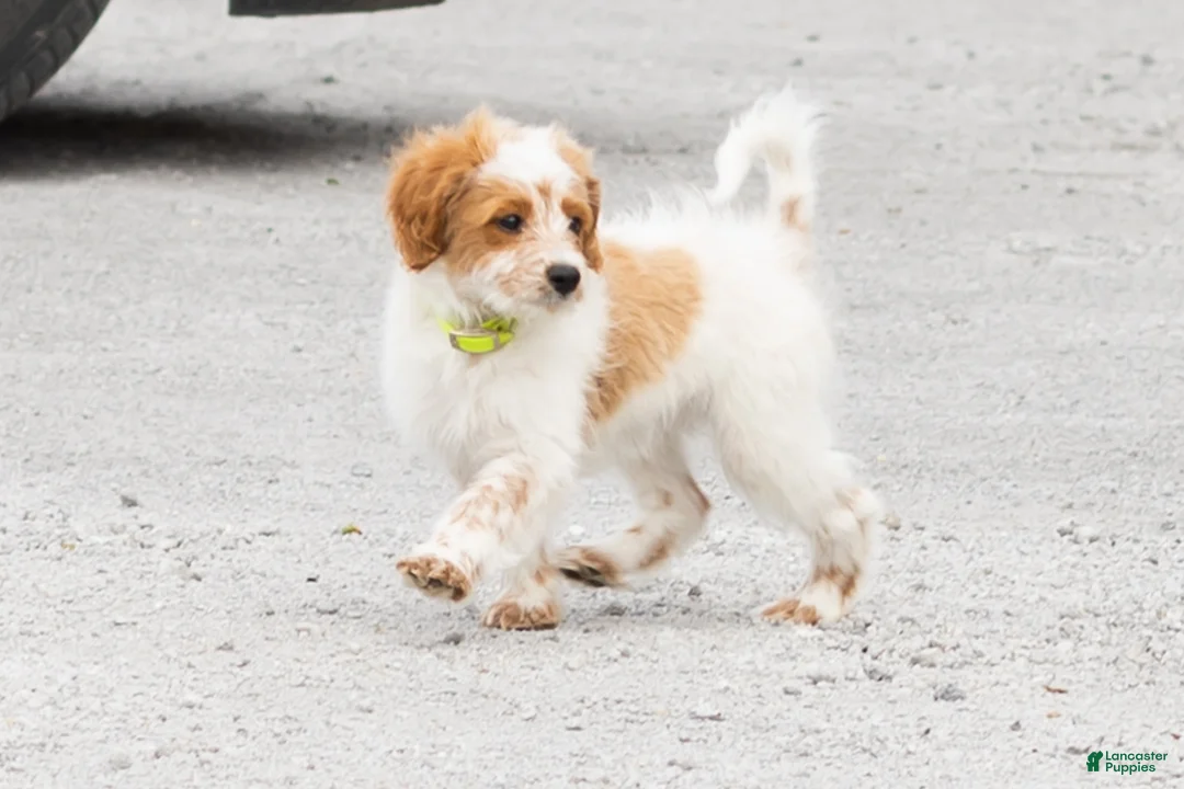 Mini Goldendoodle dogs for sale: Petunia  - Ad 11
