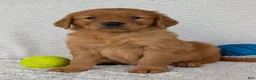 Golden Retriever dogs for sale: Rocco - Ad 9