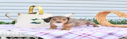 Dachshund dogs for sale: Ava  - Ad 4