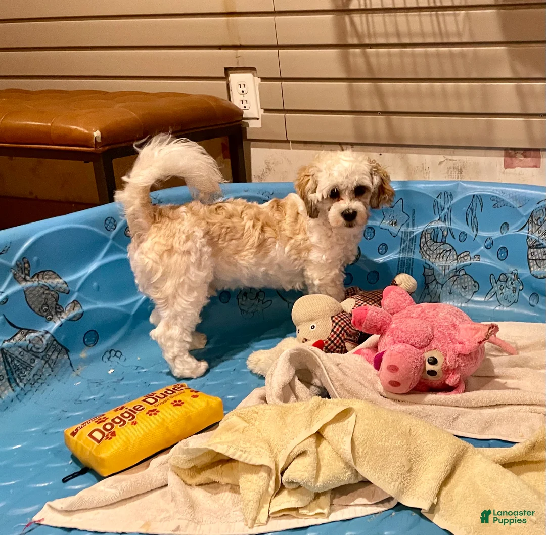 Teddy Bear dogs for sale: Adam - Ad 7