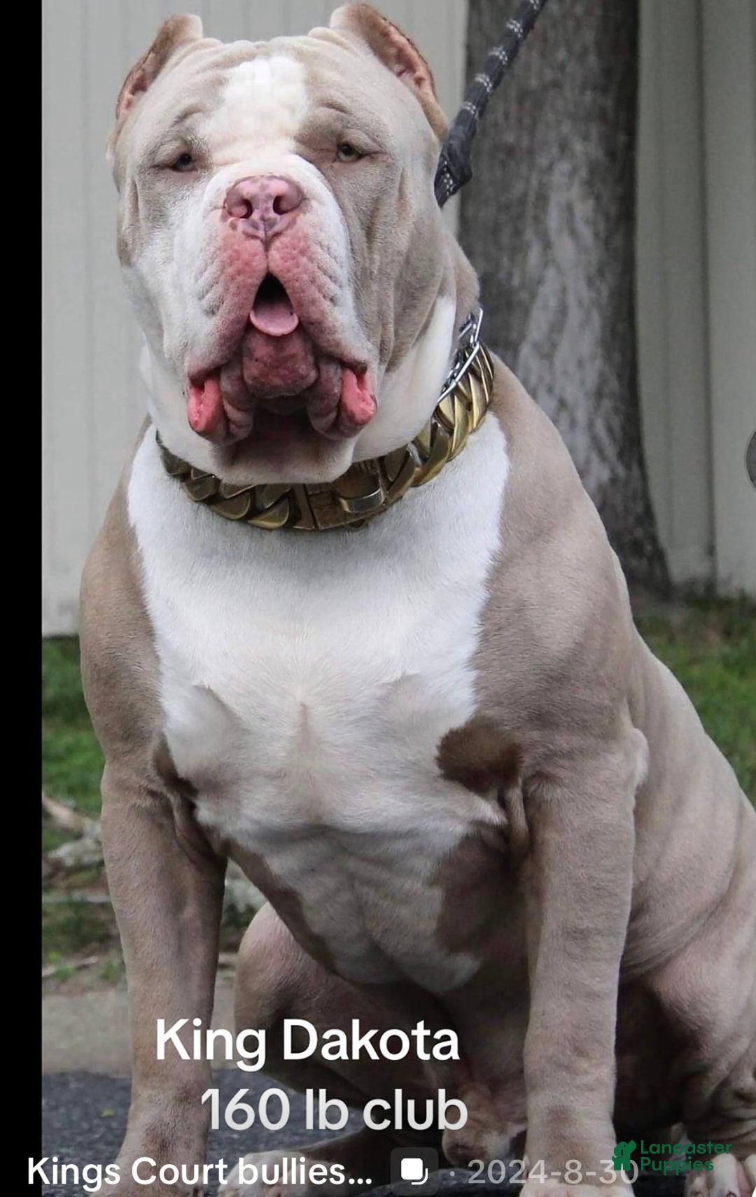 American Bully Mix Pitbull Designer Breeds American Pitbull