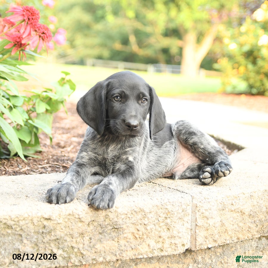 German Shorthaired Pointer dogs Amos - Ad 2
