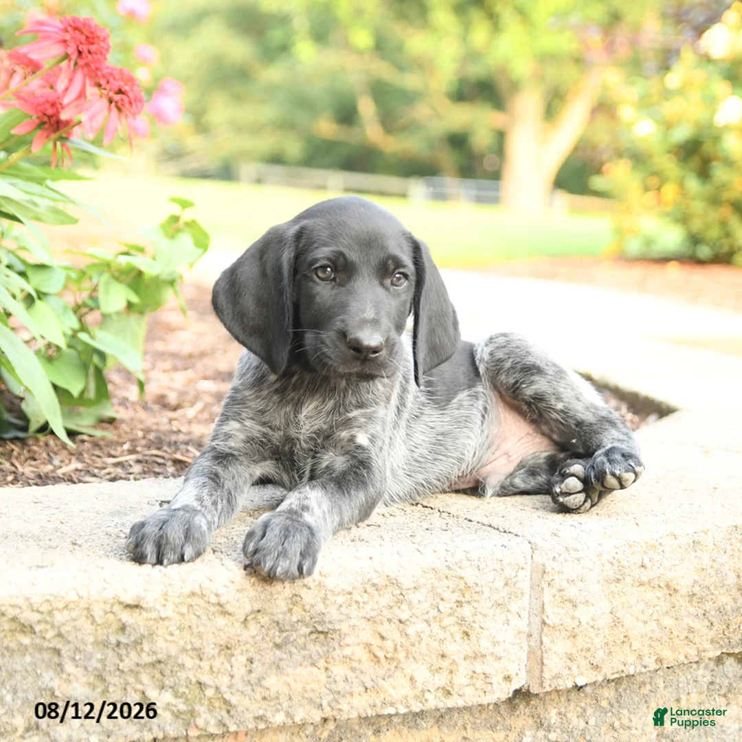 German Shorthaired Pointer dogs for sale: Amos - Ad 2