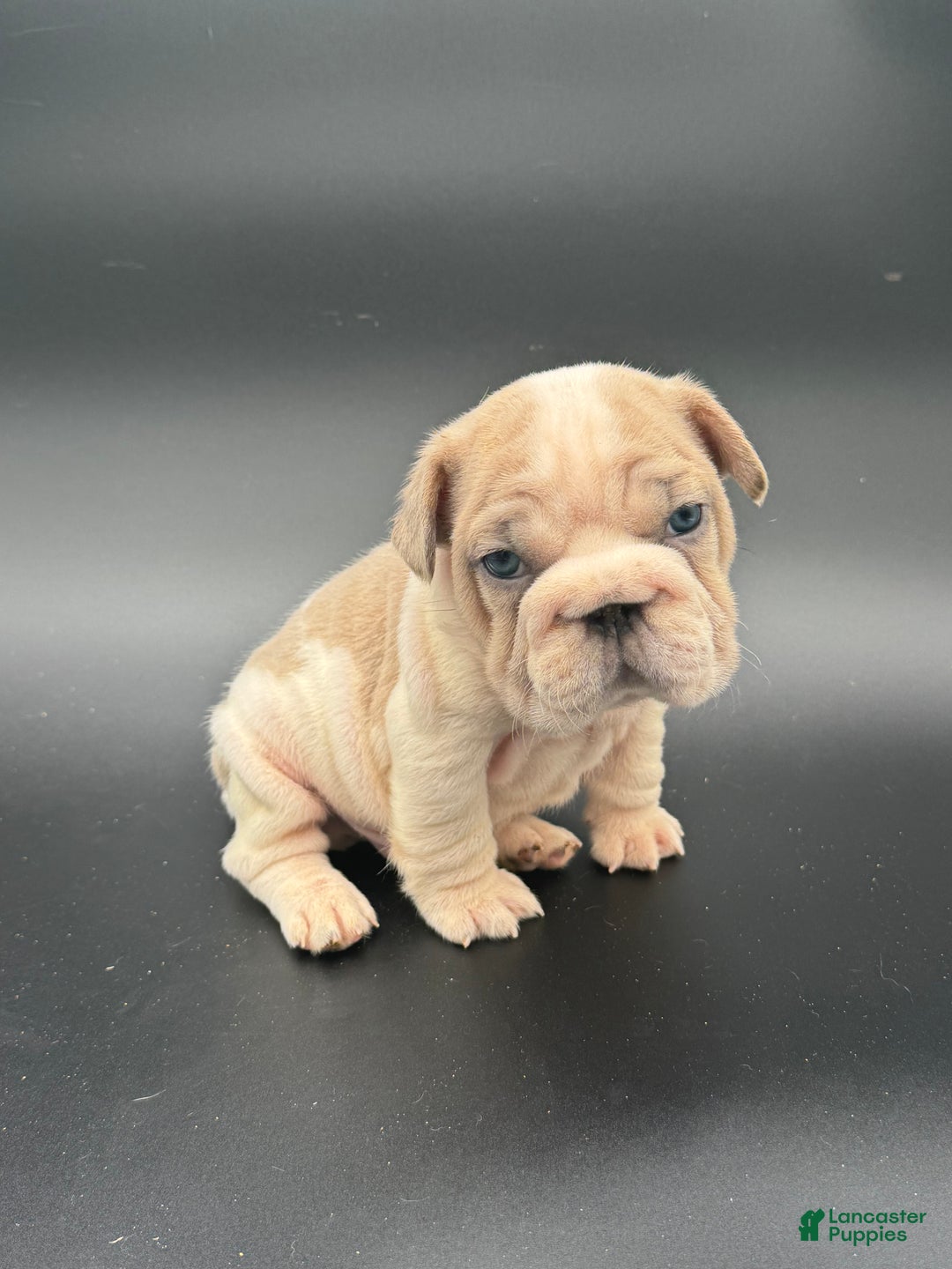 French Bulldog dogs for sale: French Bulldog Puppy 1 - Ad 3