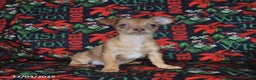 Chihuahua dogs for sale: Lexi   - Ad 2