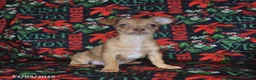 Chihuahua dogs for sale: Lexi   - Ad 2