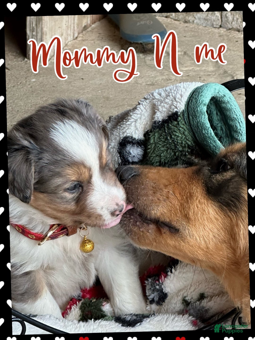 Miniature Australian Shepherd dogs for sale: Cookie - Ad 3