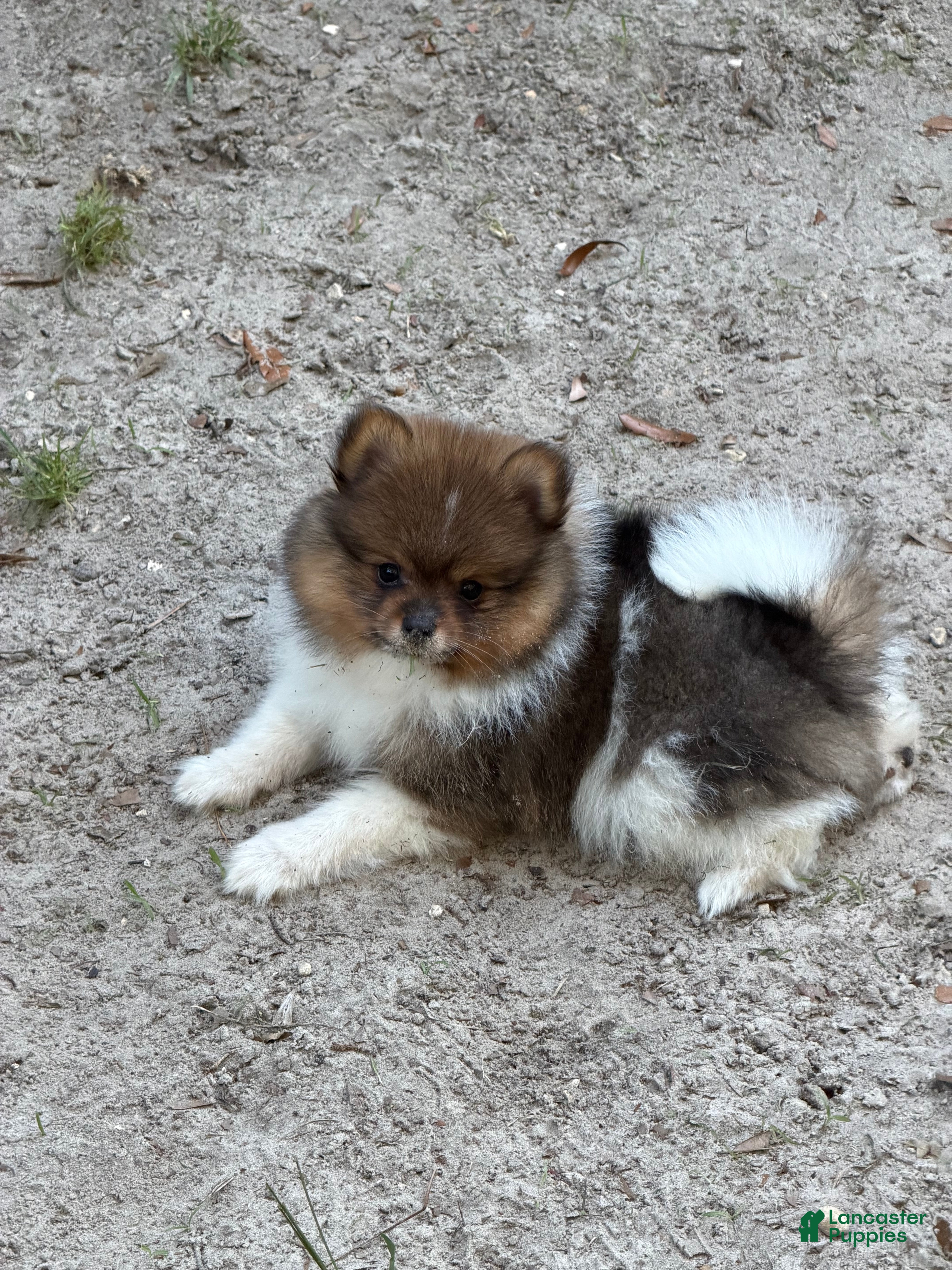 Pomeranian dogs Pinzo - Ad 25