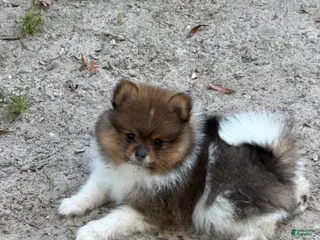 Pomeranian dogs Pinzo - Ad 25